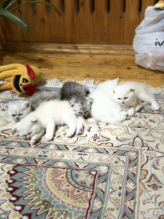 toza qon skotsh fold mushuk bolalari sotuvda