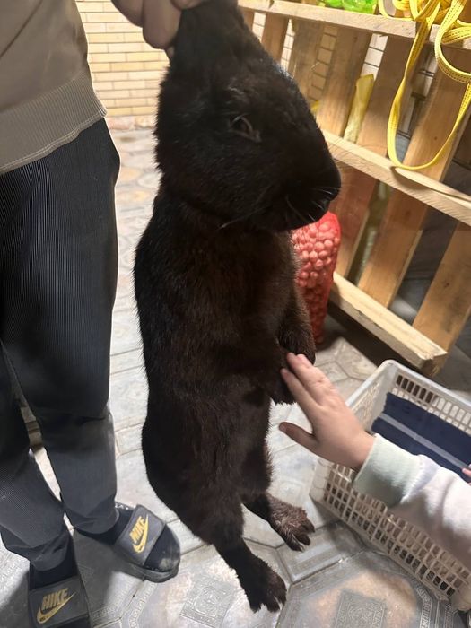 Quyon sotiladi jdhssh