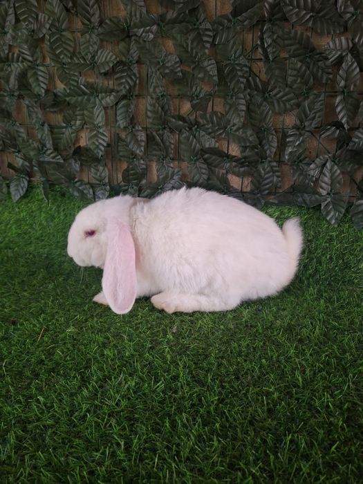 французский баран