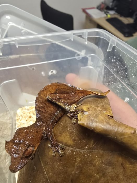 Uroplatus ebenaui, spear point leaf tail gecko