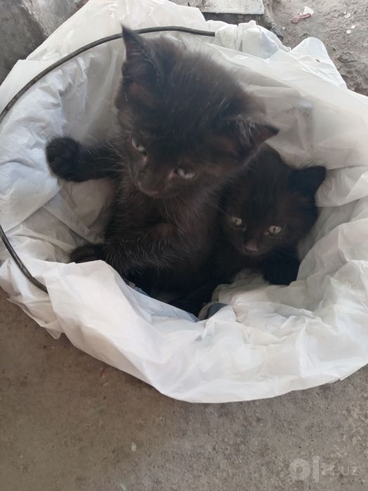 Две мальчики котята