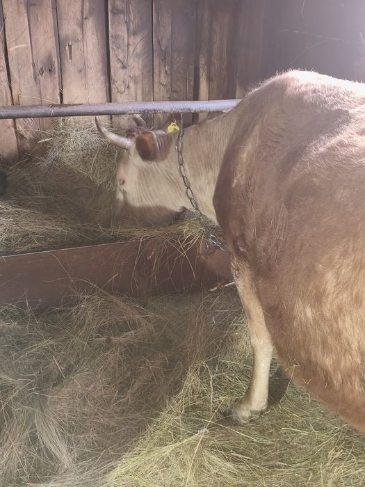 продам 2 коровы       .