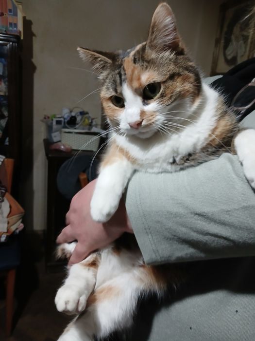 Adoptie pisica van turcesc calico kia