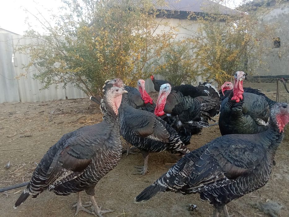 Гибрид индюк 6.7айлык