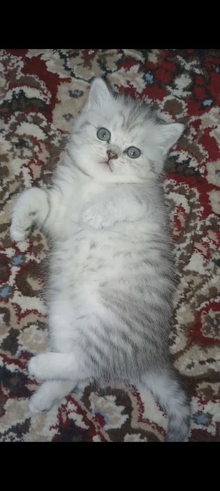 Zotli mushukcha Sotiladi britan serebristiy shinshilla qiz, o'g'il2oyl