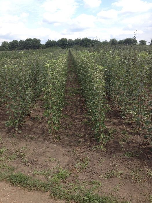 Producâtor de pomi fructiferi