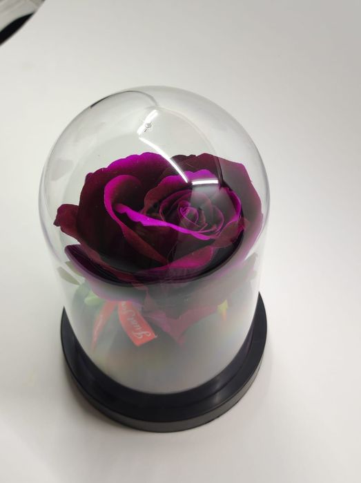 Trandafir de catifea in cupola de plastic