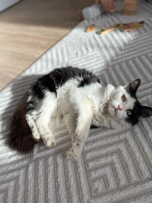 Котенок подросток ищет дои