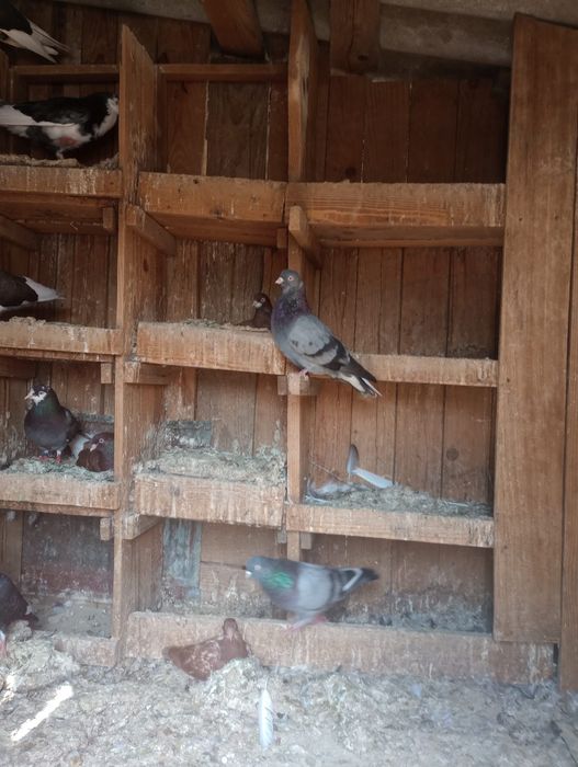 Porumbei de vânzare