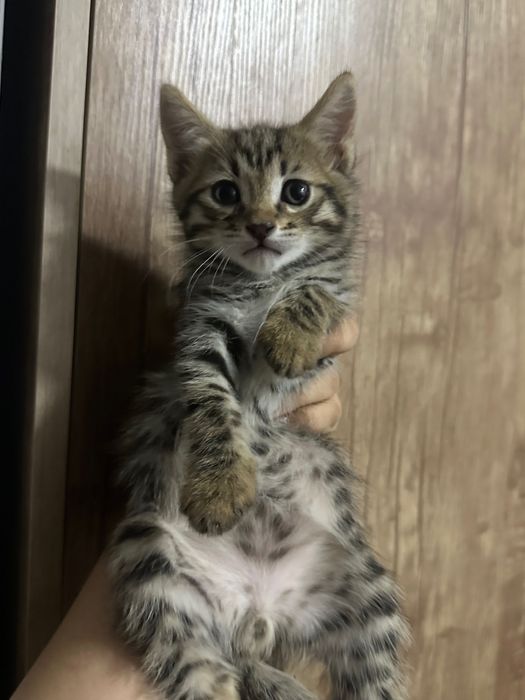 котята бесплатно