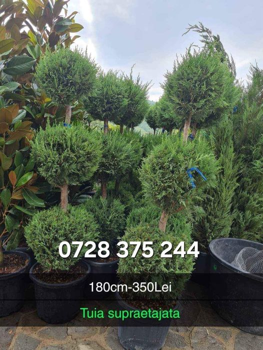 Spirala/ pon pon/ leylandii /copaci