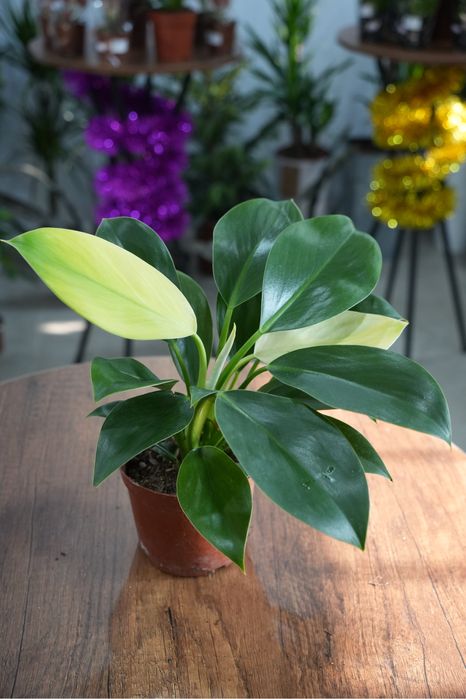 Филодендрон Вайт Конго