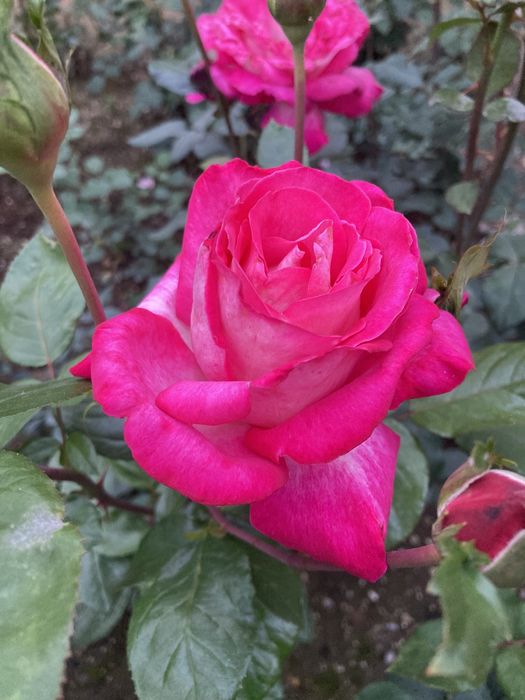 Розы чайные сортовые