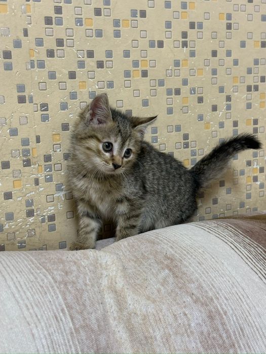 Котята- домашние,девочки