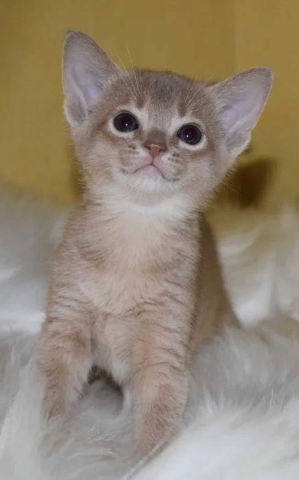 Абиссинчики апельсинчики