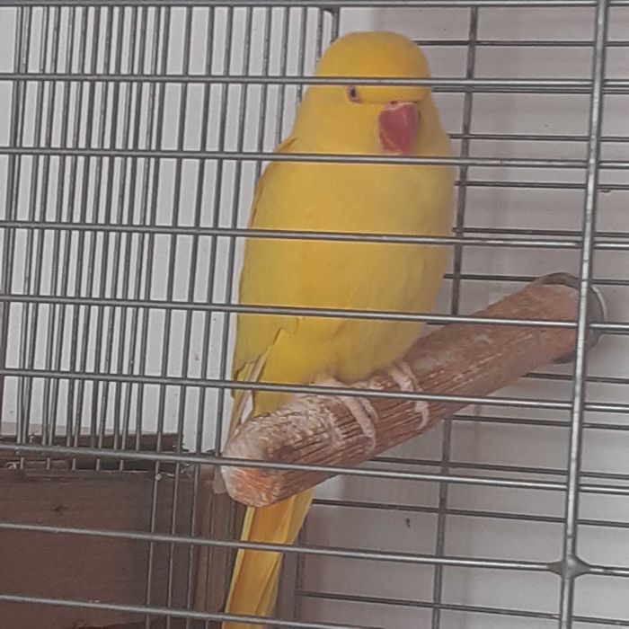 Schimb micul alexandru