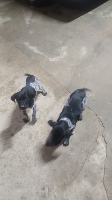 Курцхар сатылады еки кушиги