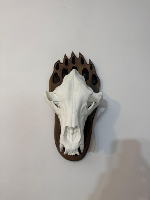 Craniu de urs (replică 3D, mărime naturală)