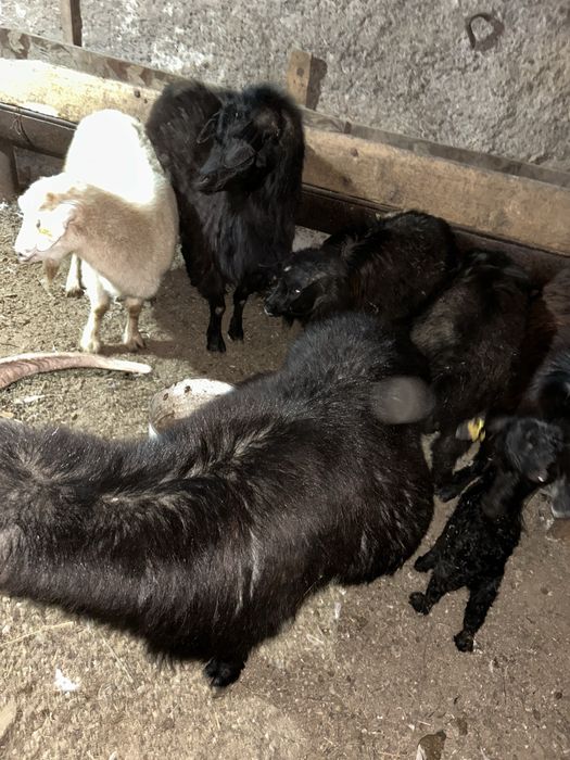 Продам коз с козлятами!