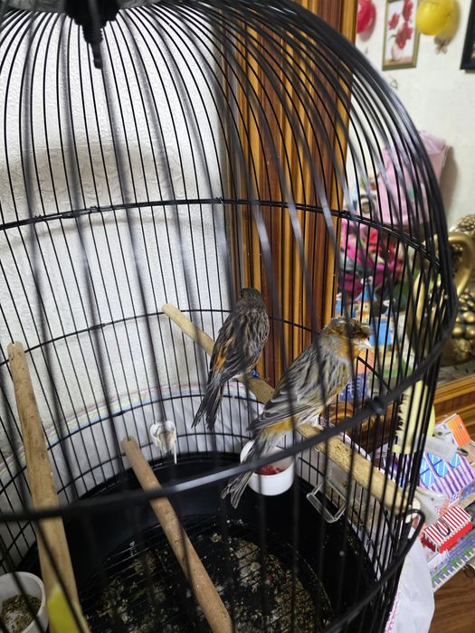 Канарейки пара красное дерево, чёрно-красный мозай