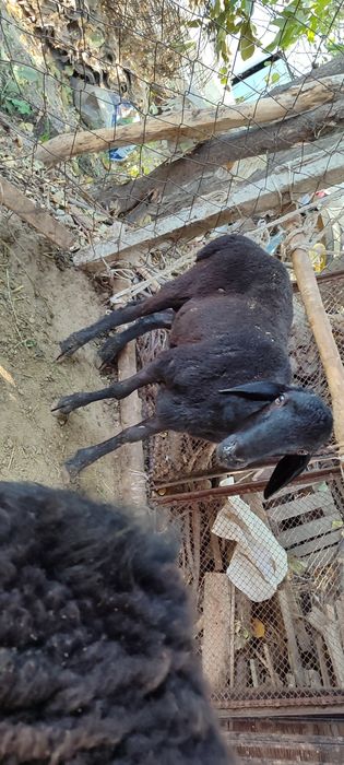 Kotta va qozi Qochqorla sotamiz