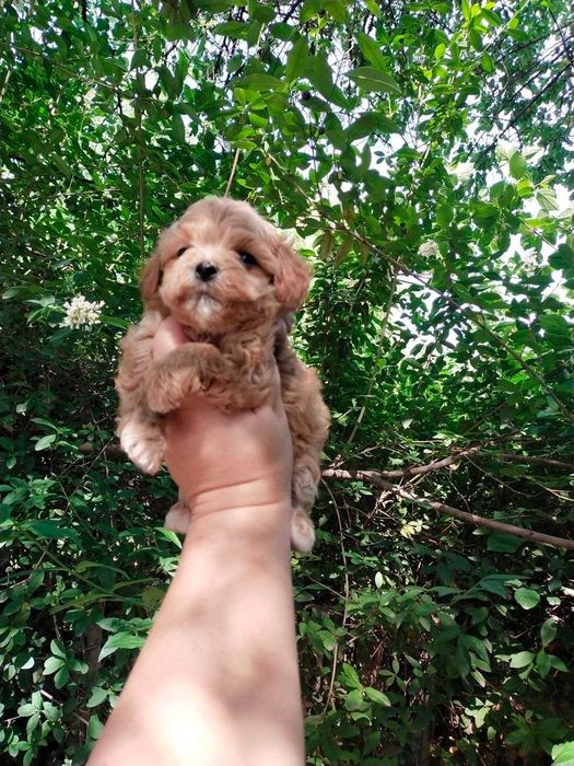 Мальтипу. Щенки  F1.