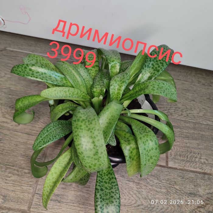 Продам комнатные растения