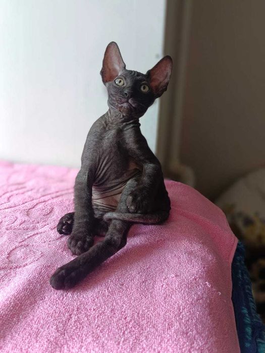 Продаются котята сфинкс!