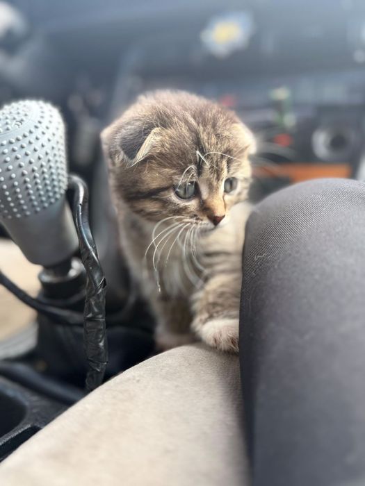 Продам котёнка 1 месяц