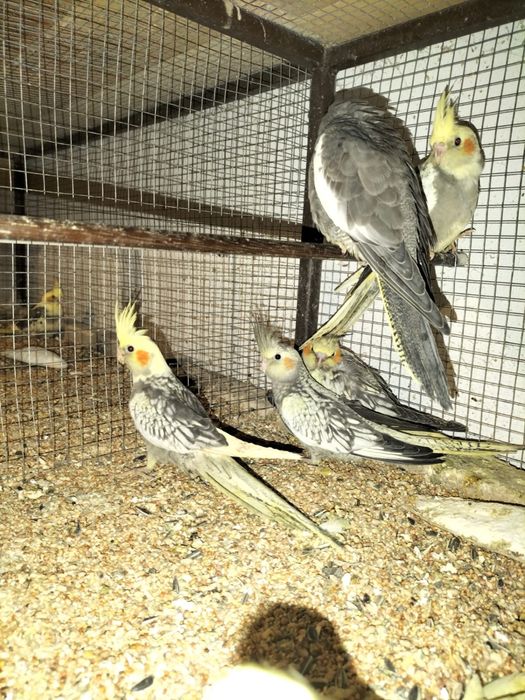 Vand perusi si nimfe