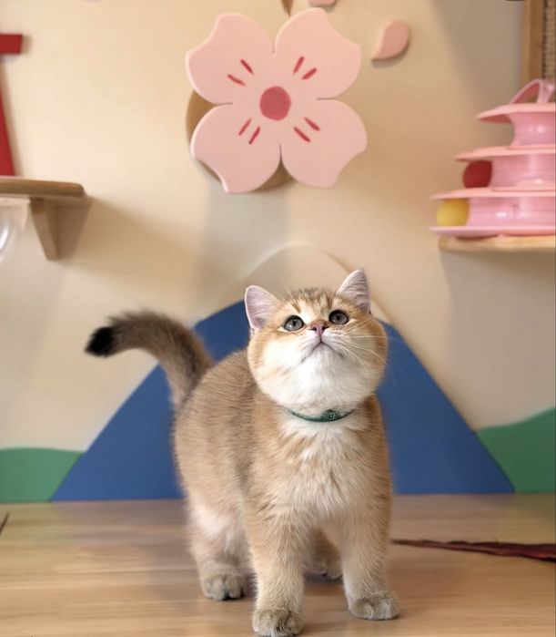Британские котята шиншиллы