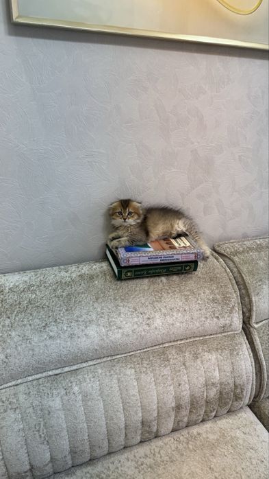 Шотландский котенок, девочка 3 месяца