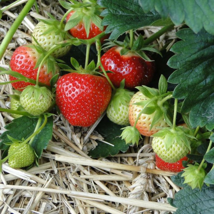 Семена на ягода от вида Треска