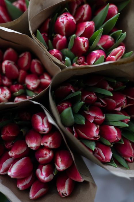 Голландские тюльпаны оптом и в розницу