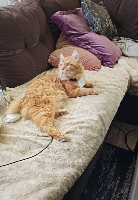 Пропал       кот