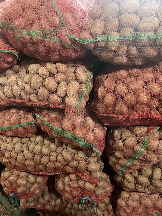 Cartofi de sămânță, soi bellarosa.  Preț 0,7 lei