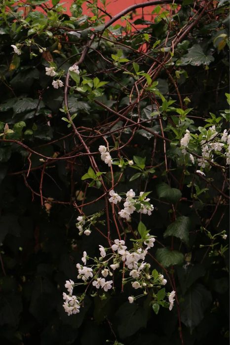 Canon powerShot g7x mark II