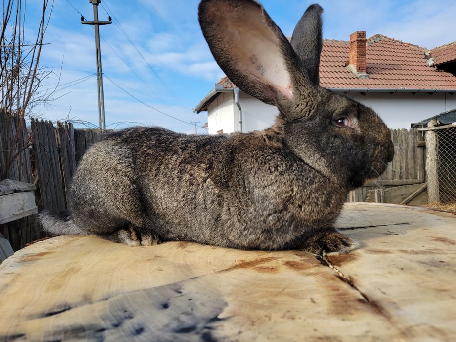 PUI Uriaș German din părinți tatuați