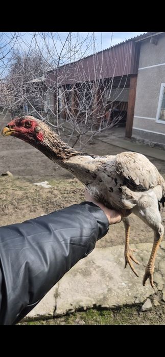 Бойцовый шөже мекен