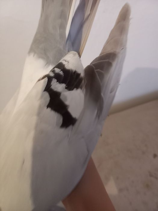 Такла Все еще средний