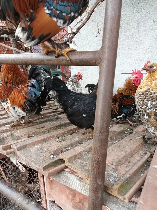 Vind pui gainuse pitice