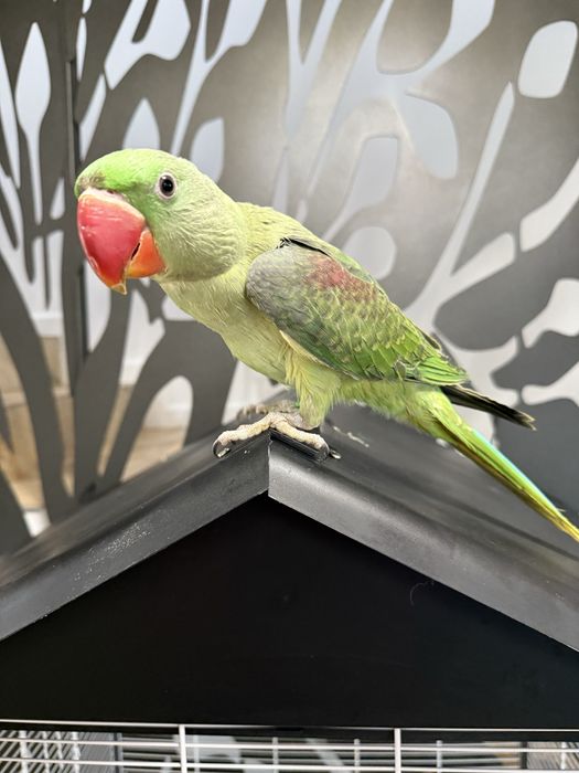 Papagali vorbitori pui marele alexandru alexander