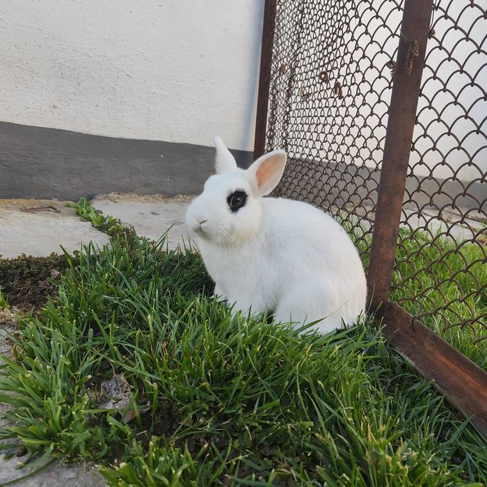 СРОЧНО!!! Взрослый карликовый кролик