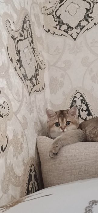 Залатистий шиншила тоза зотлик 4 ойлик