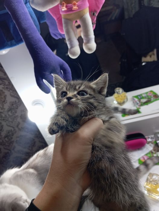 отдам котят в добрые руки 2-3 месяца