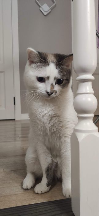 Потеряли кота белого Барсика