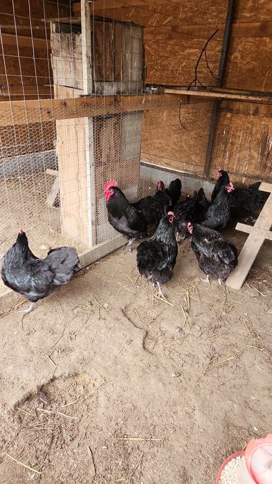 Pui australorp trei saptamani