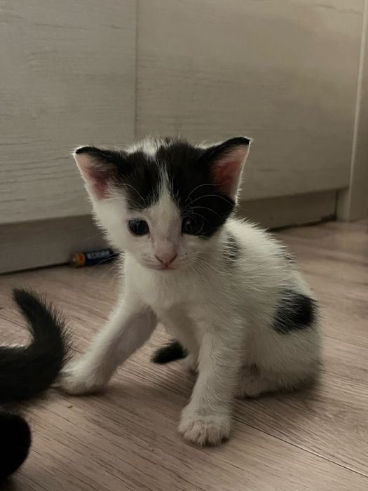 Котенок девочка