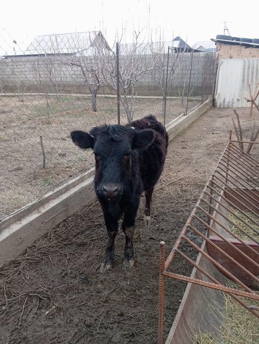 Жывотнын теленок