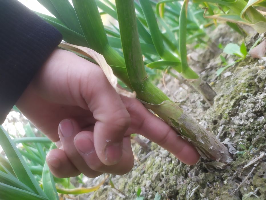 Koʻk chisnok кук чиснок